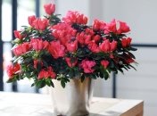 Як грамотно поливати рослину – корисні рекомендації