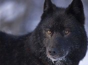 В российском городе ввели режим чрезвычайной ситуации из-за бродячих собак 