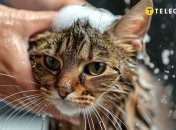 Вынуждаем кота полюбить купание (фото созданное с помощью ИИ)