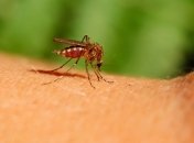 Врятує від малярії і не лише: вчені запропонували "оглушити" комарів, щоб ті не розмножувалися