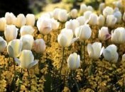 Климатический рекорд: сегодняшняя ночь в Киеве стала самой теплой с 1881 года