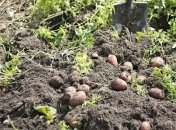 Чтобы восстановить почву, нужны сидераты