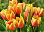 Смс поздравления с 8 Марта любимой