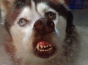 Смешные животные, которые с утра встали не с той ноги