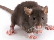 Ученые обнаружили у мышей альтернативные обонятельные рецепторы