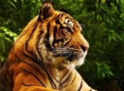 Тигра близ Парижа ищут второй день