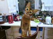 Абисинская кошка