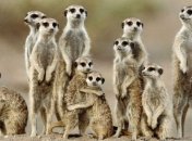 Собаки в древности были схожи с мангустами 