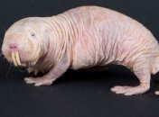 Ученые зафиксировали случаи заболевания на рак у животных