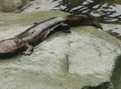 Самое крупное земноводное мира оказалось на грани вымирания