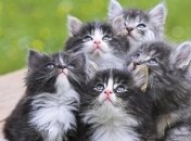 Популярность не делает жизнь кошек лучше