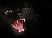 В Борисполе введен карантин из-за бешенства