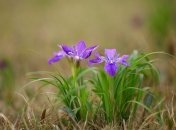 Приметы и обряды на 7 июня – Иванов день