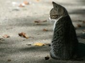 Ученые выяснили, почему кошки так любят одиночество