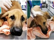 Тварина сильно постраждала