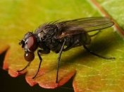 Ученые: насекомые являются источником жирных кислот омега-3