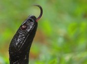 Гадюка Нікольського