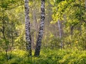 Максимов день: приметы и обряды 11 мая