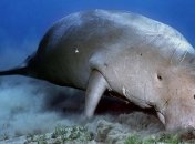 Рідкісні морські ссавці дюгоні повернулися на узбережжя Таїланду