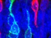 Сетчатку глаза из стволовых клеток вырастили в лаборатории