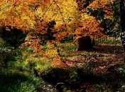 Погода в Украине на сегодня: прогнозируют солнечный день