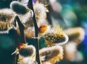 С Вербным воскресеньем 2020: оригинальные поздравления в прозе и картинках