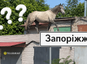 Лошадь на крыше