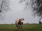 Билл Гейтс выделил $40 миллионов на создание идеальной cуперкоровы