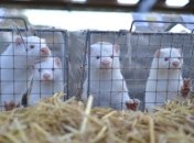 У Данії вб'ють мільйони норок через спалах коронавірусу на фермах