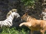 Киевский зоопарк легко пережил смену руководства