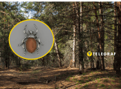 У лісі чоловіку трапився жук, схожий на прикрасу