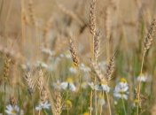 Погода на 23 августа: синоптики обещают долгожданную прохладу 