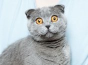 Опаздывающие, беспощадные и немного обнаглевшие: смешные картинки и мемы с кошечками за неделю