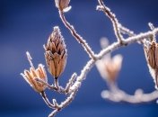 На Пасху в Украине могут ударить ночные заморозки