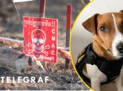 Африканський щур вражає рекордами