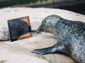 Пара тюленей общается между собой с помощью FaceTime