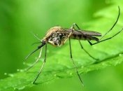Ученые сделали интересное открытие о комарах