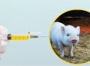 Порося, укол вакцини