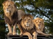 Исследование: генетическое разнообразие индийских львов сильно сократилось