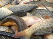 Украина наращивает экспорт живой рыбы