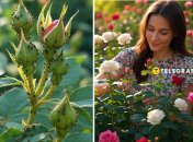 Есть простой способ, как летом спасти розы от тли