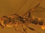 Палеонтологи назвали ископаемую осу в честь персонажа Дэвида Боуи   