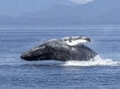 Что происходит с останками кита на дне океана (Видео)