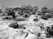 На дне Средиземного моря найдены останки самого старого судна