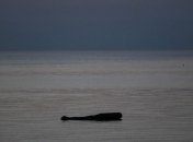 Возле спорных островов в Эгейском море столкнулись лодки Греции и Турции