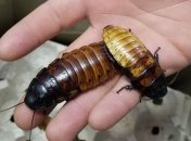 Мадагаскарские тараканы