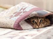 Действующие лайхаки зимой