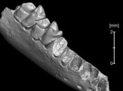 Ученые заявили, что родиной древних приматов может оказаться Северная Америка