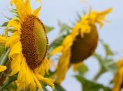 В этом году подсолнечник на 50% дороже, чем в прошлом году