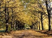 Киевский ботанический сад был поврежден при строительстве моста